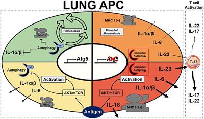 Frontiers | Role of Autophagy in Lung Inflammation | Immunology